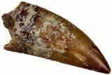 Serrated Raptor Tooth - Real Dinosaur Tooth #300945-1